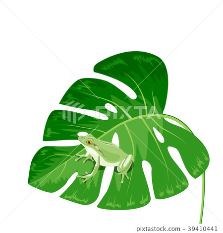 A frog that stops on a leaf A frog that stops on a leaf 39410441