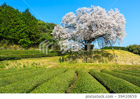 Hundred-year cherry blossoms of the housing fee [Ureshino City, Saga Prefecture] 39410659