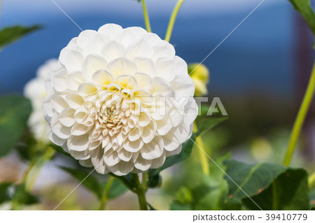 Beautiful white flower blooming  in  spring day   39410779