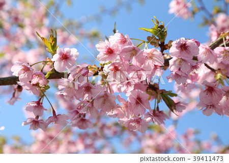 Cherry Blossoms	 39411473