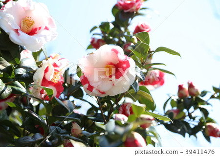 Camellia 39411476
