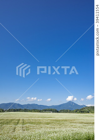 白色的蕎麥野花和檜山，就像一塊開放的白色地毯，在豬苗代產生秋天 39411554