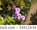 非洲雛菊 39411634
