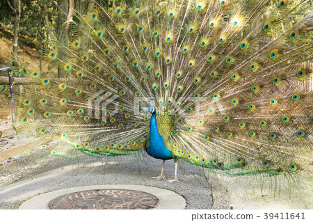 Omuta City Zoo peacock, Omuta City Zoo peacock, 39411641