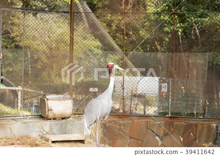Omuta City Zoo Otsuru, Omuta City Zoo Otsuru, 39411642