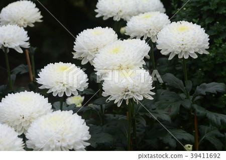Chrysanthemum 39411692