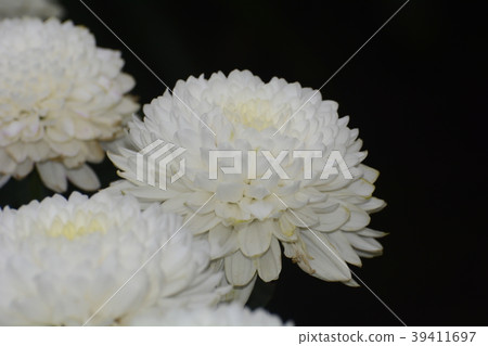 Chrysanthemum Chrysanthemum 39411697