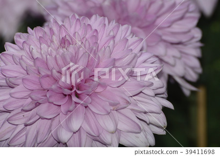 Chrysanthemum 39411698