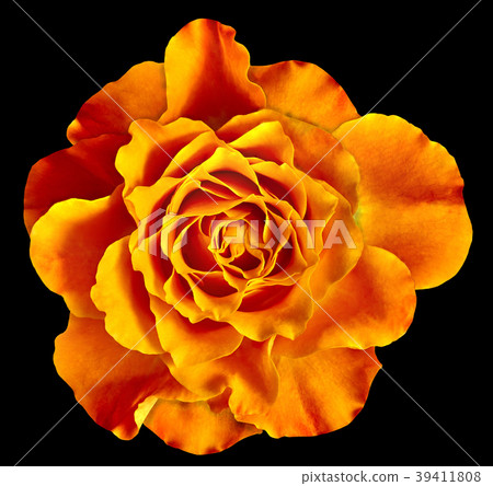 A orange rose flower isolated on a black A orange rose flower isolated on a black 39411808