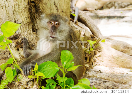 One macaque monkey on tree One macaque monkey on tree 39411824