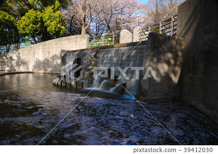 Cherry blossoms 39412030