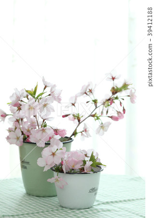 春天的花朵（櫻花） 39412188