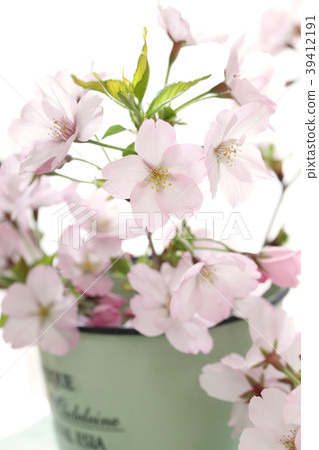 Spring flower (Sakura) 39412191