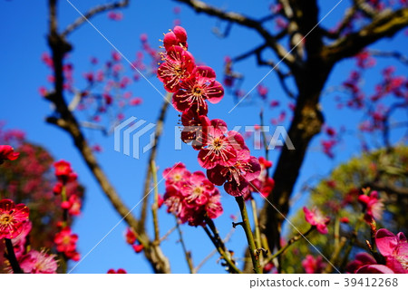  Peach blossoms 39412268
