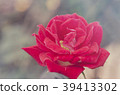 Blurred for Background. close-up of red rose 39413302