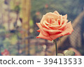 Blurred for Background close-up of red rose  39413533