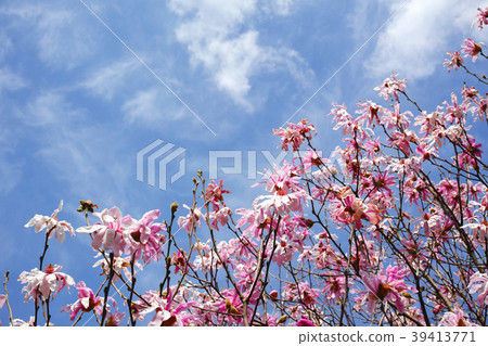 Benikovisi flower 39413771