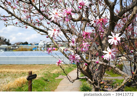 與Benikovisi花的農村風景 與Benikovisi花的農村風景 39413772