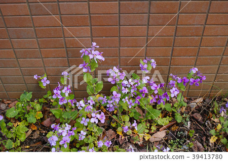 Great altace Great altace 39413780