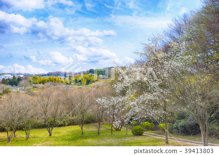 Kobushi花開花的小山風景 39413803