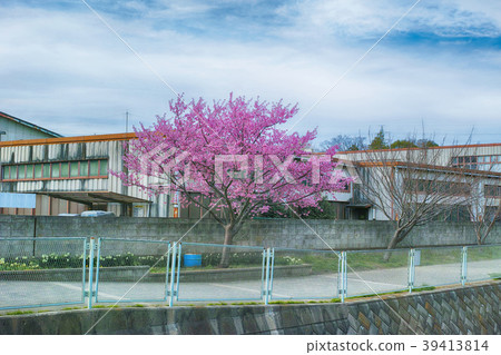 Landscape of the town where the cherry blossoms bloom 39413814