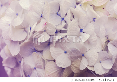 Beautiful blurred flowers, white background, Beautiful blurred flowers, white background, 39414023