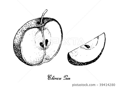 Hand Drawn of Chinese Pear on White Background 39414280