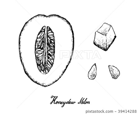 Hand Drawn of Honeydew Melon on White Background 39414288