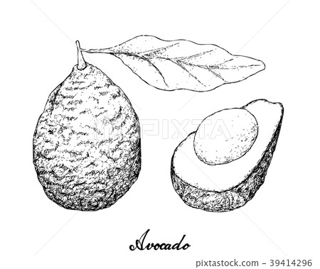 Hand Drawn of Green Avocados on White Background Hand Drawn of Green Avocados on White Background 39414296
