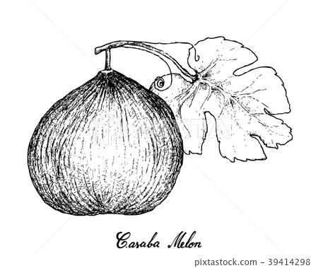 Hand Drawn of Casaba Melon on White Background 39414298