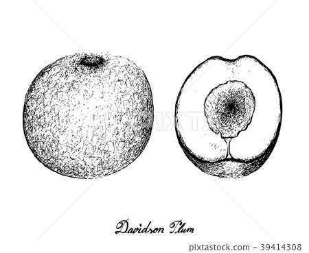 Hand Drawn of Davidson Plums on White Background 39414308