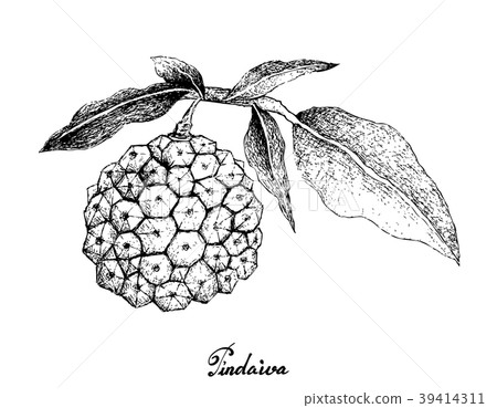 Hand Drawn of Pindaiva Fruits on White Background 39414311