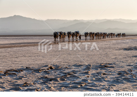 the camels carovan in the salt lake the camels carovan in the salt lake 39414411