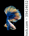 SIAMESE FIGHTING FISH 39414632