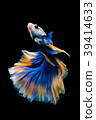 SIAMESE FIGHTING FISH 39414633