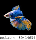 SIAMESE FIGHTING FISH 39414634