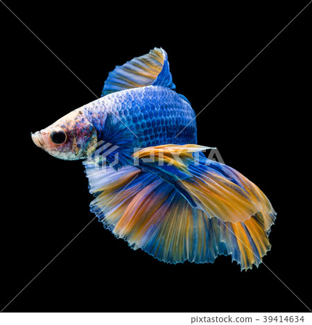 SIAMESE FIGHTING FISH SIAMESE FIGHTING FISH 39414634