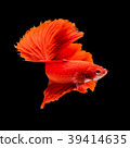 SIAMESE FIGHTING FISH 39414635