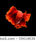 SIAMESE FIGHTING FISH 39414636