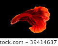 SIAMESE FIGHTING FISH 39414637