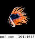 SIAMESE FIGHTING FISH 39414638