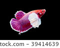 SIAMESE FIGHTING FISH 39414639
