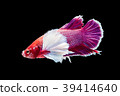 SIAMESE FIGHTING FISH 39414640