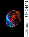 SIAMESE FIGHTING FISH 39414641