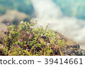 Flowers blooming against , blurred waterfalls. 39414661