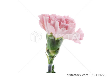  母親節，彌生薰，情人節，母親節，康乃馨，情人節，母親節 39414720