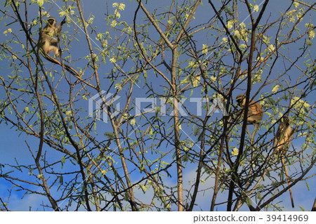 Velvet monkey above the branches Velvet monkey above the branches 39414969