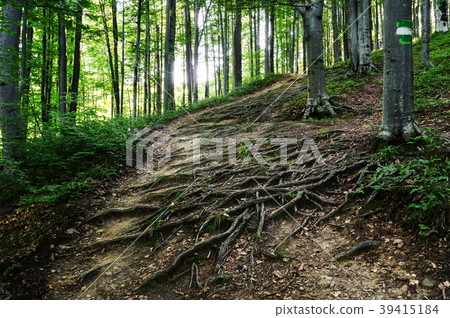 The roots of the trees are on the ground 39415184