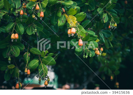 Cashew nut trees in the garden 39415636