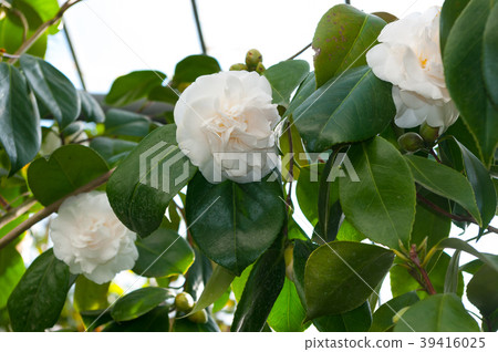 The flower of the ornamental shrub, which is calle The flower of the ornamental shrub, which is calle 39416025